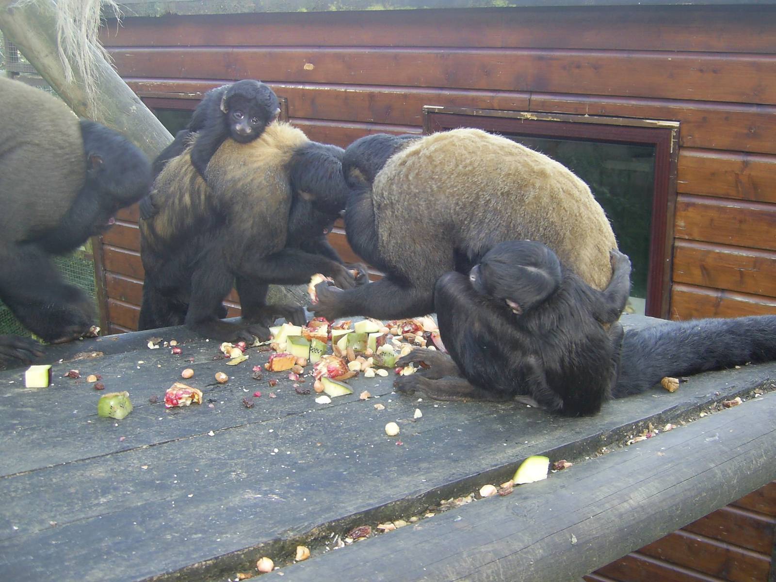 Red-backed Bearded Saki babies