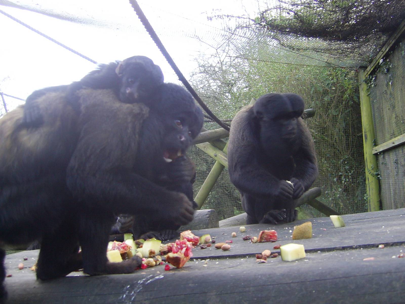 Red-backed Bearded Saki babies