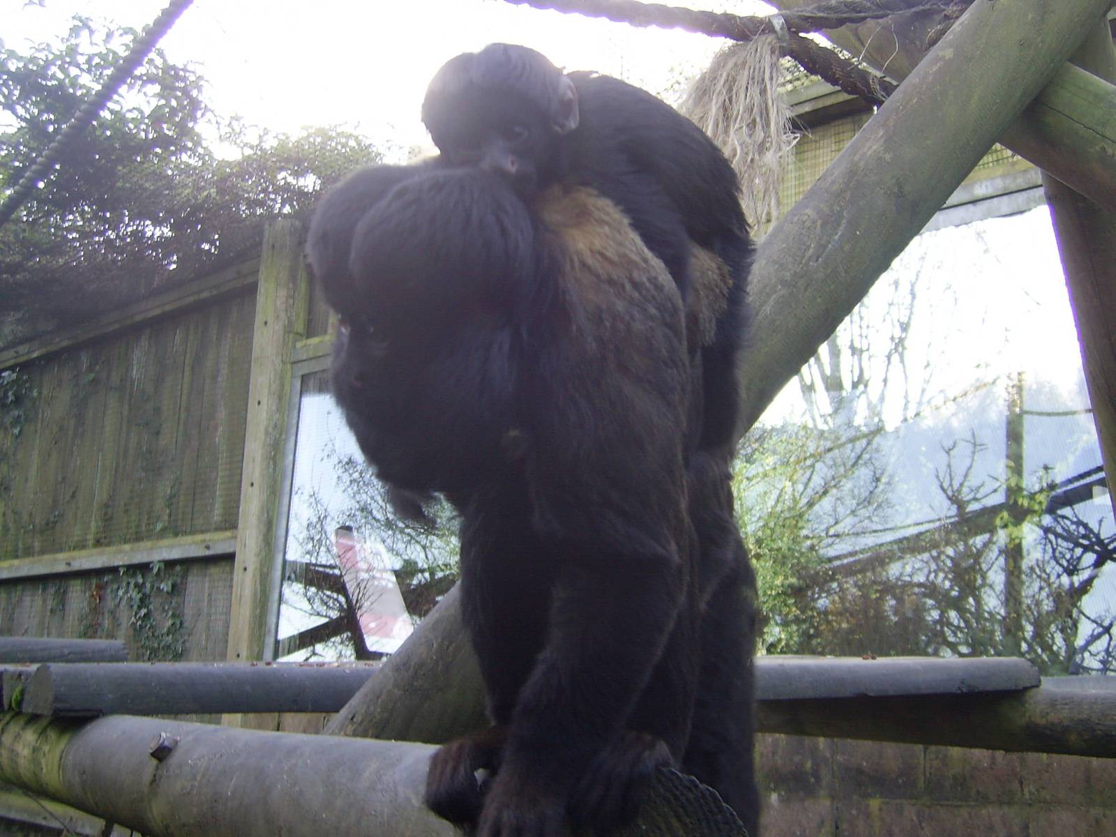 Red-backed Bearded Saki babies