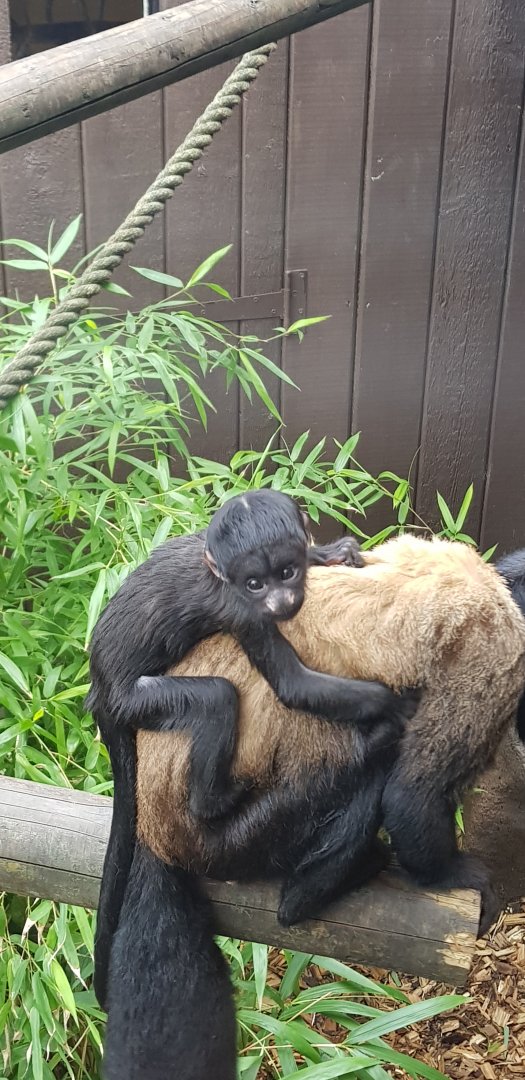 Red-backed bearded saki baby