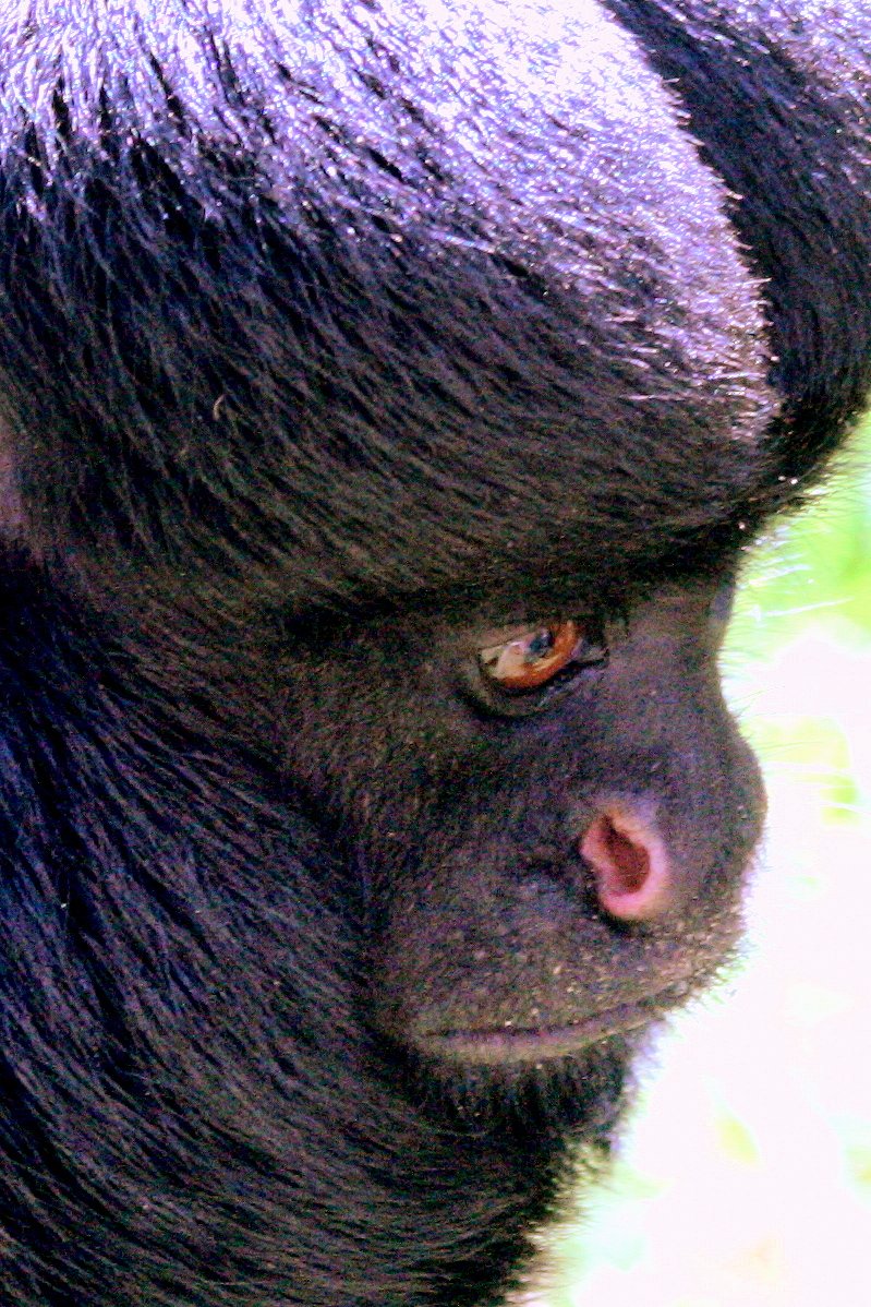 Red-backed bearded saki; Belfast; 18th April 2015