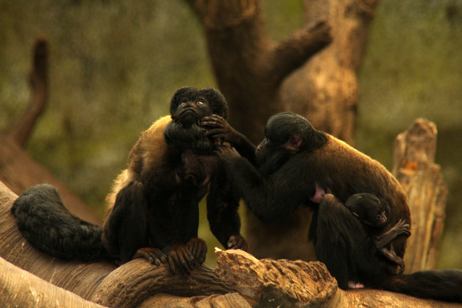 Red-backed bearded saki (Chiropotes chiropotes) 2010