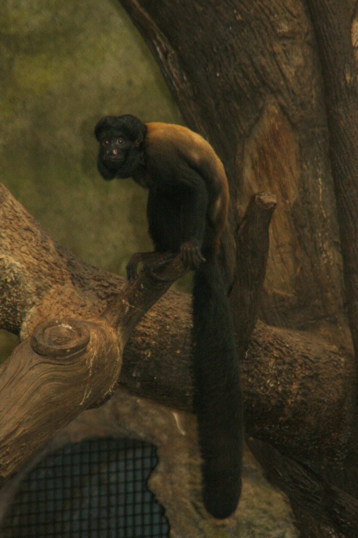 Red-backed bearded saki (Chiropotes chiropotes) 2013