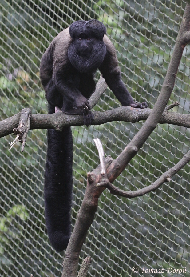 Red-backed bearded saki (Chiropotes chiropotes)
