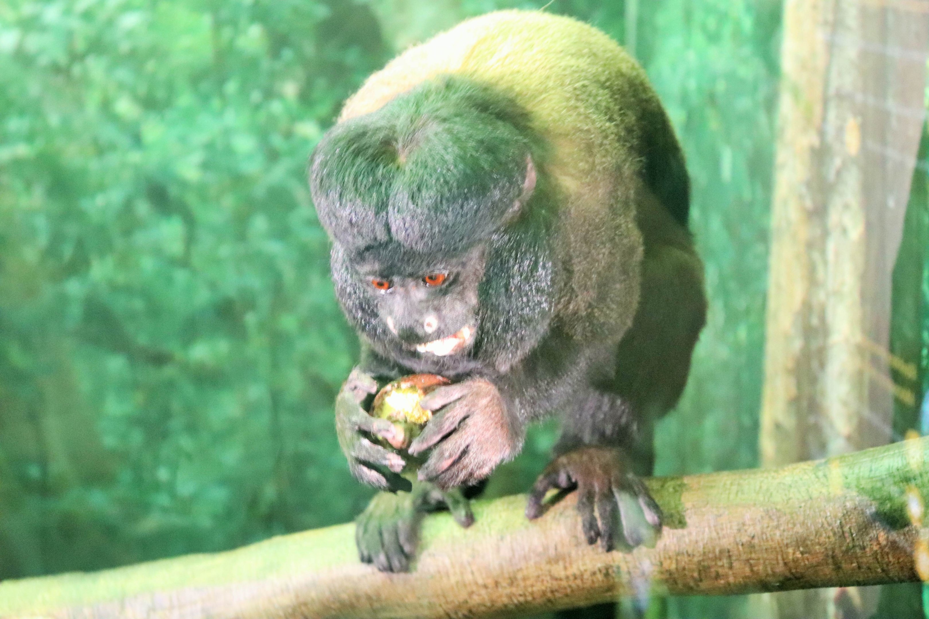 Red-backed Bearded Saki (Chiropotes chiropotes)