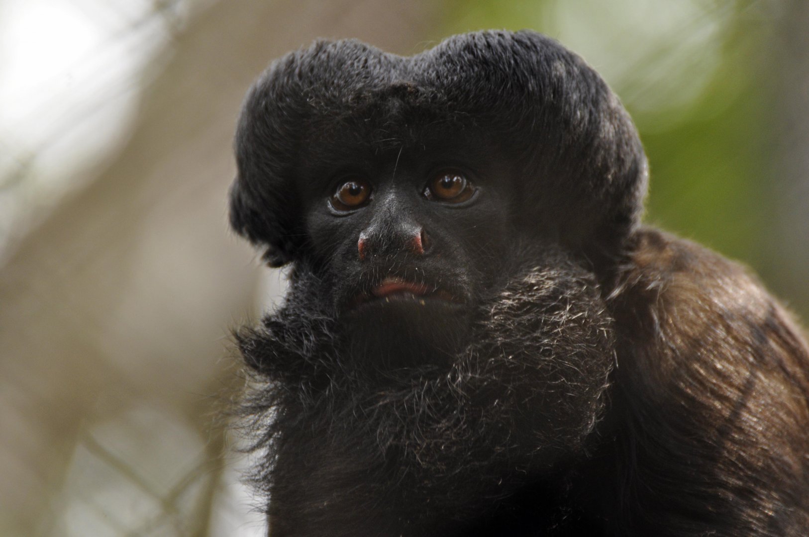 Red-backed bearded saki (Chiropotes chiropotes)