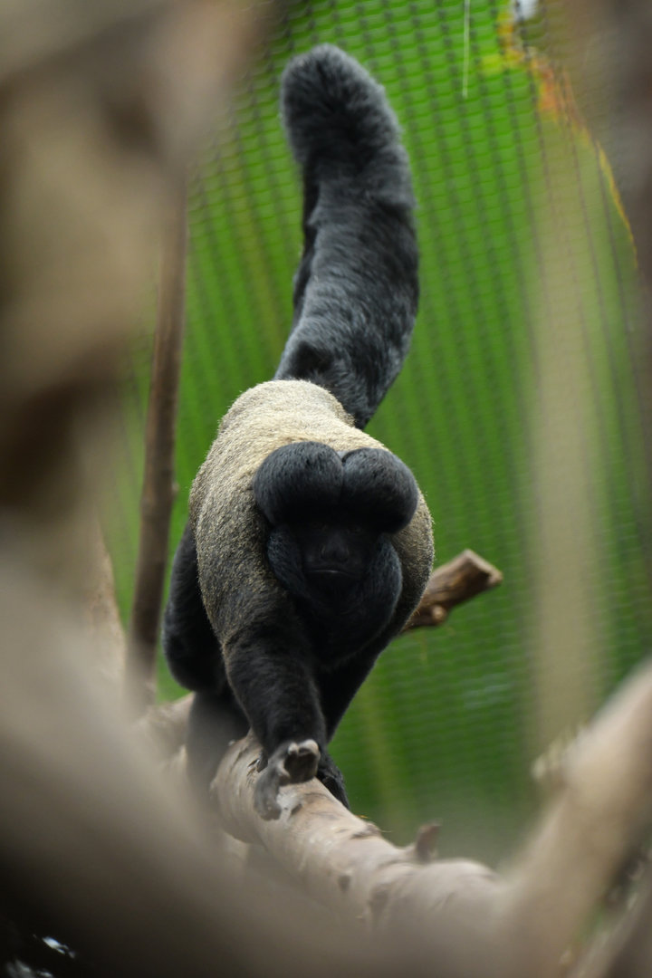 Red-backed Bearded Saki Chiropotes chiropotes