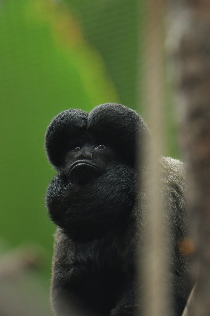 Red-backed Bearded Saki Chiropotes chiropotes