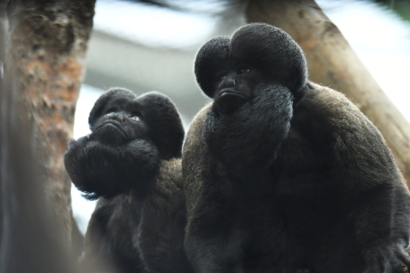 Red-backed Bearded Saki Chiropotes chiropotes