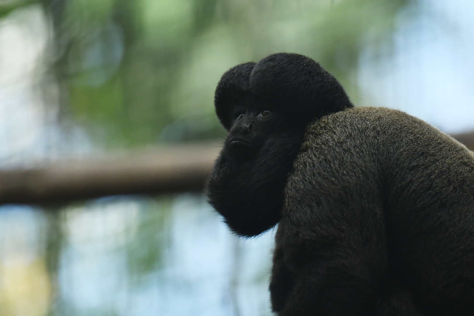 Red-backed Bearded Saki Chiropotes chiropotes