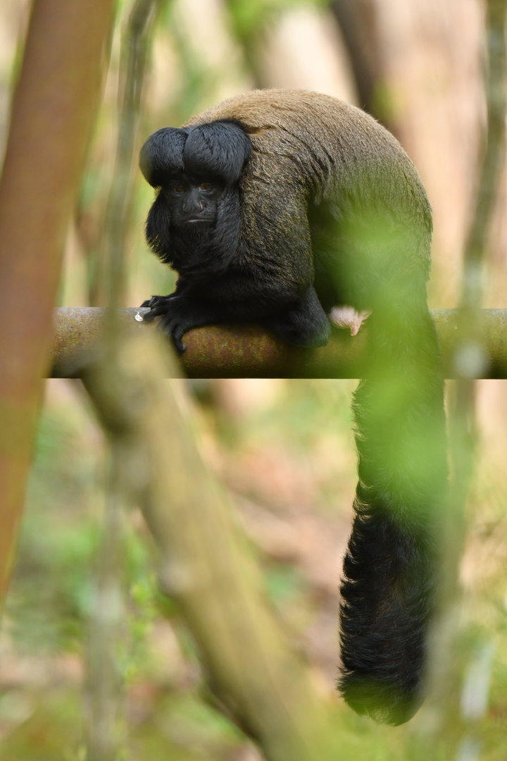 Red-backed bearded saki (Chiropotes chiropotes)