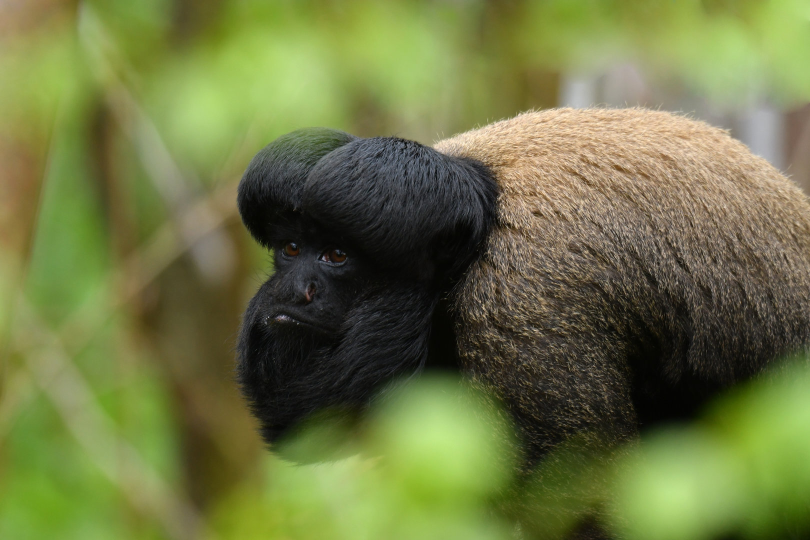 Red-backed bearded saki (Chiropotes chiropotes)