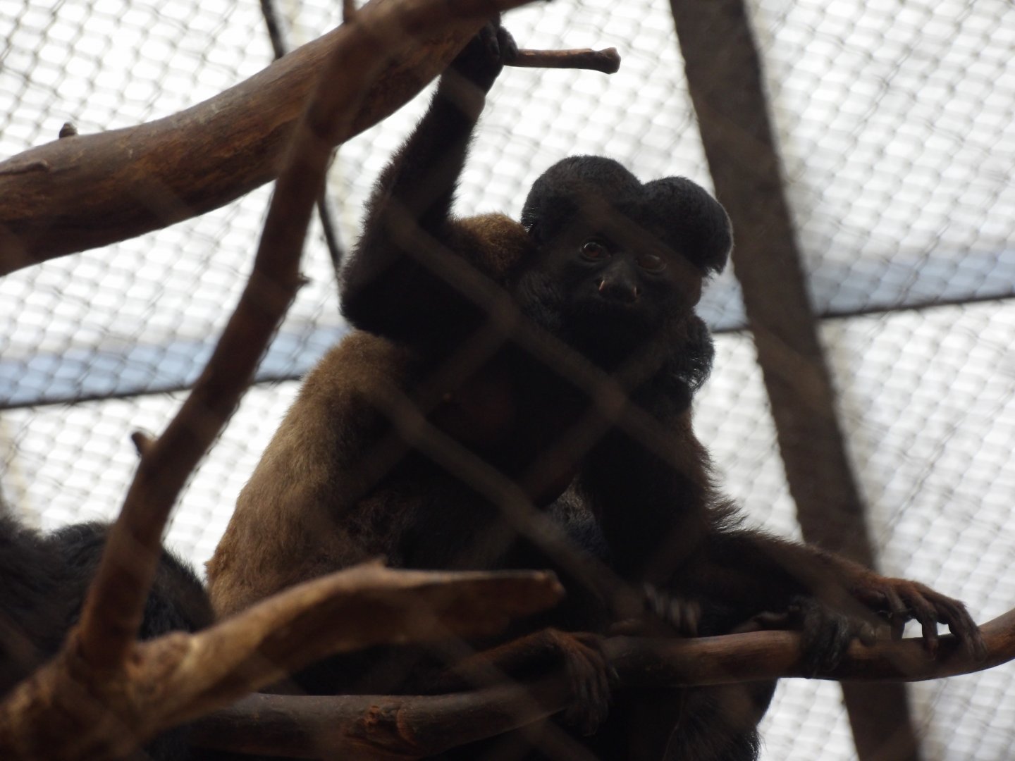 Red-Backed Bearded Saki(Chiropotes chiropotes)