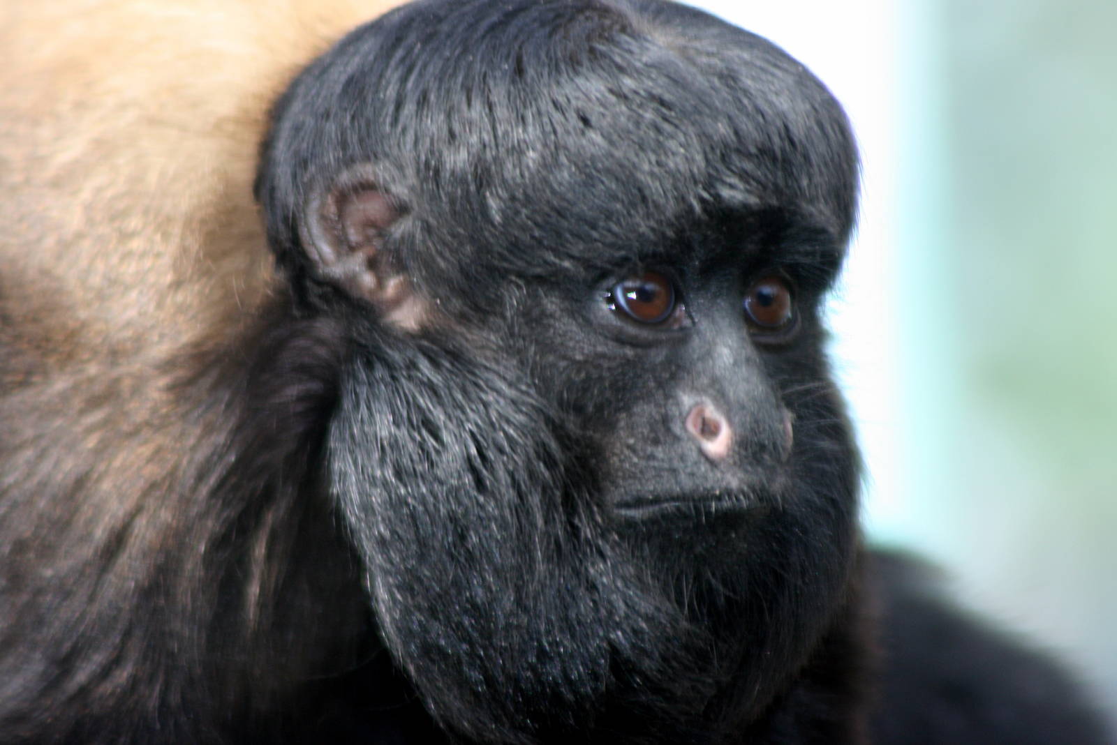 Red-backed bearded saki; Colchester; 15th August 2010