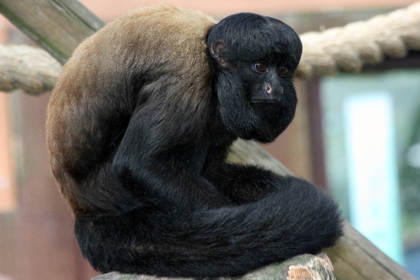 Red-backed bearded saki; Colchester; 15th August 2010