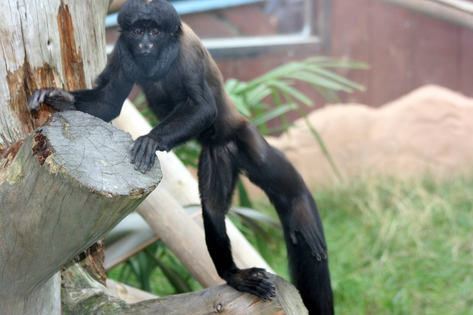 Red-backed bearded saki; Colchester; 15th August 2010