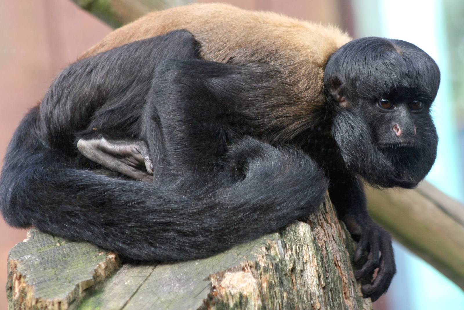 Red-backed bearded saki; Colchester; 15th August 2010