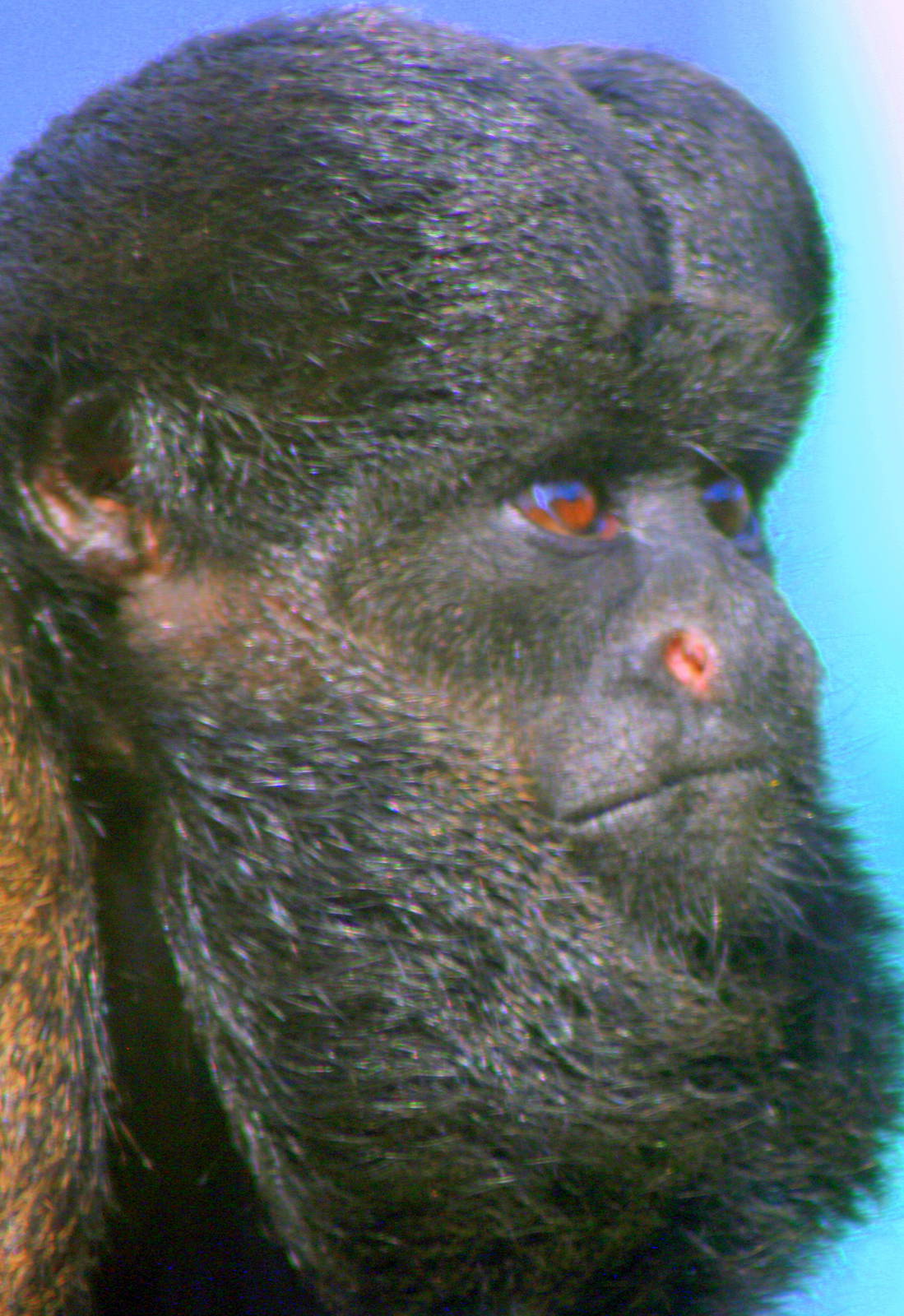 Red-backed bearded saki; Colchester; 1st October 2011
