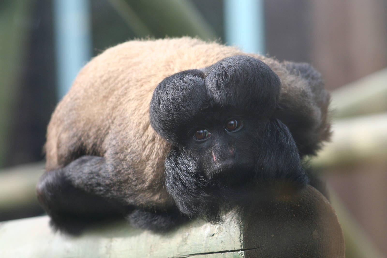 Red-backed Bearded Saki @ Colchester, 24.10.2012