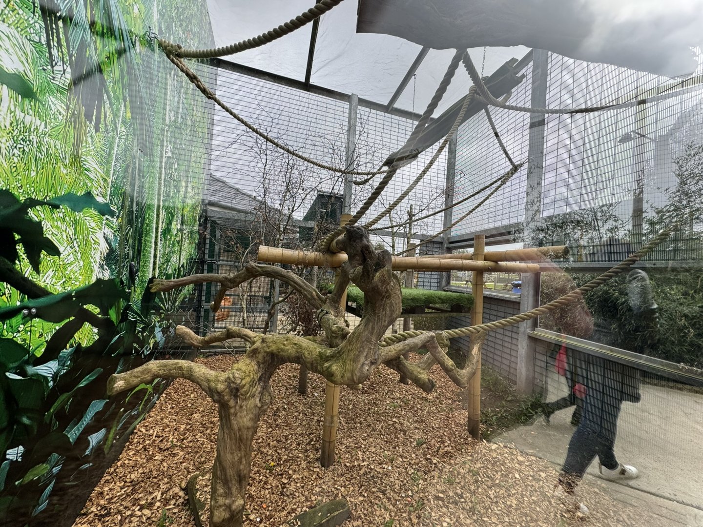 Red-backed Bearded Saki Enclosure at Wolds Wildlife Park (March 2024)