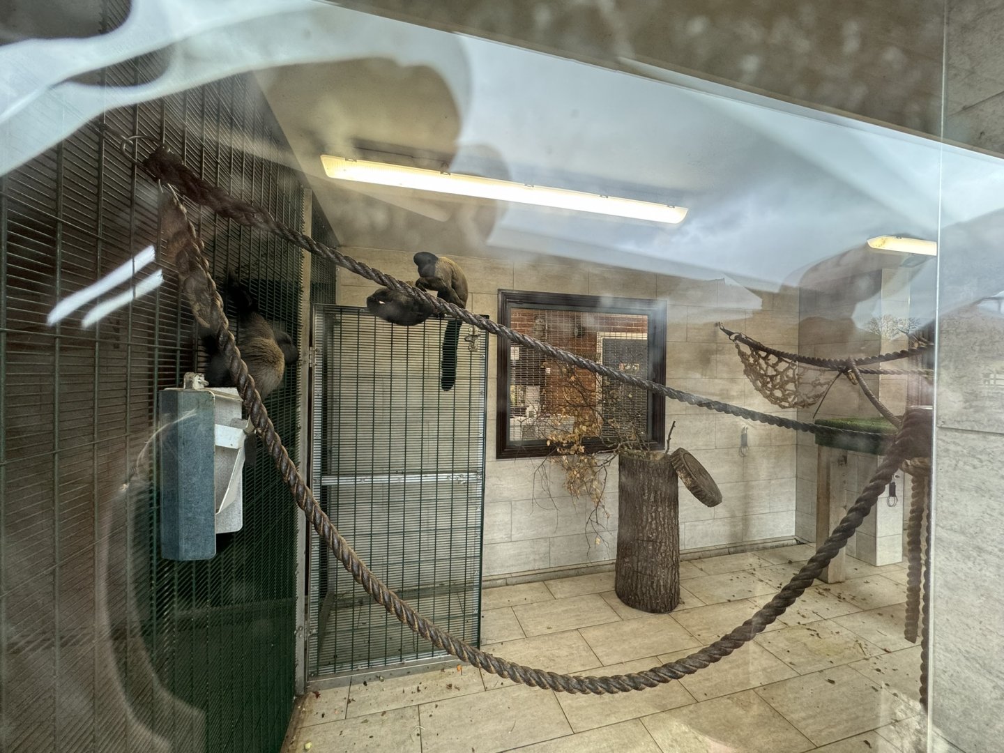 Red-backed Bearded Saki Indoor Enclosure at Wolds Wildlife Park (March 2024)