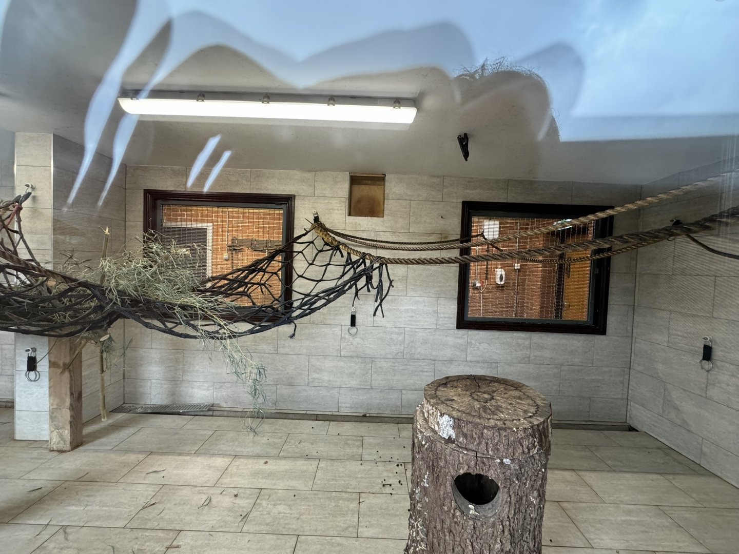 Red-backed Bearded Saki Indoor Enclosure at Wolds Wildlife Park (March 2024)