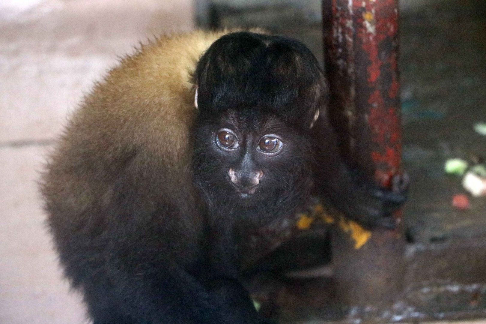 Red-backed bearded saki, July 2016