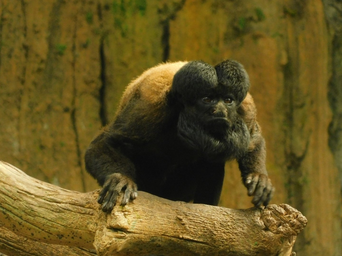 Red-Backed Bearded Saki- March 21, 2022