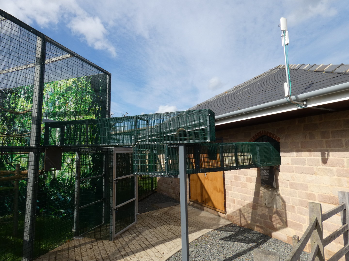 Red-backed bearded saki monkey tunnel