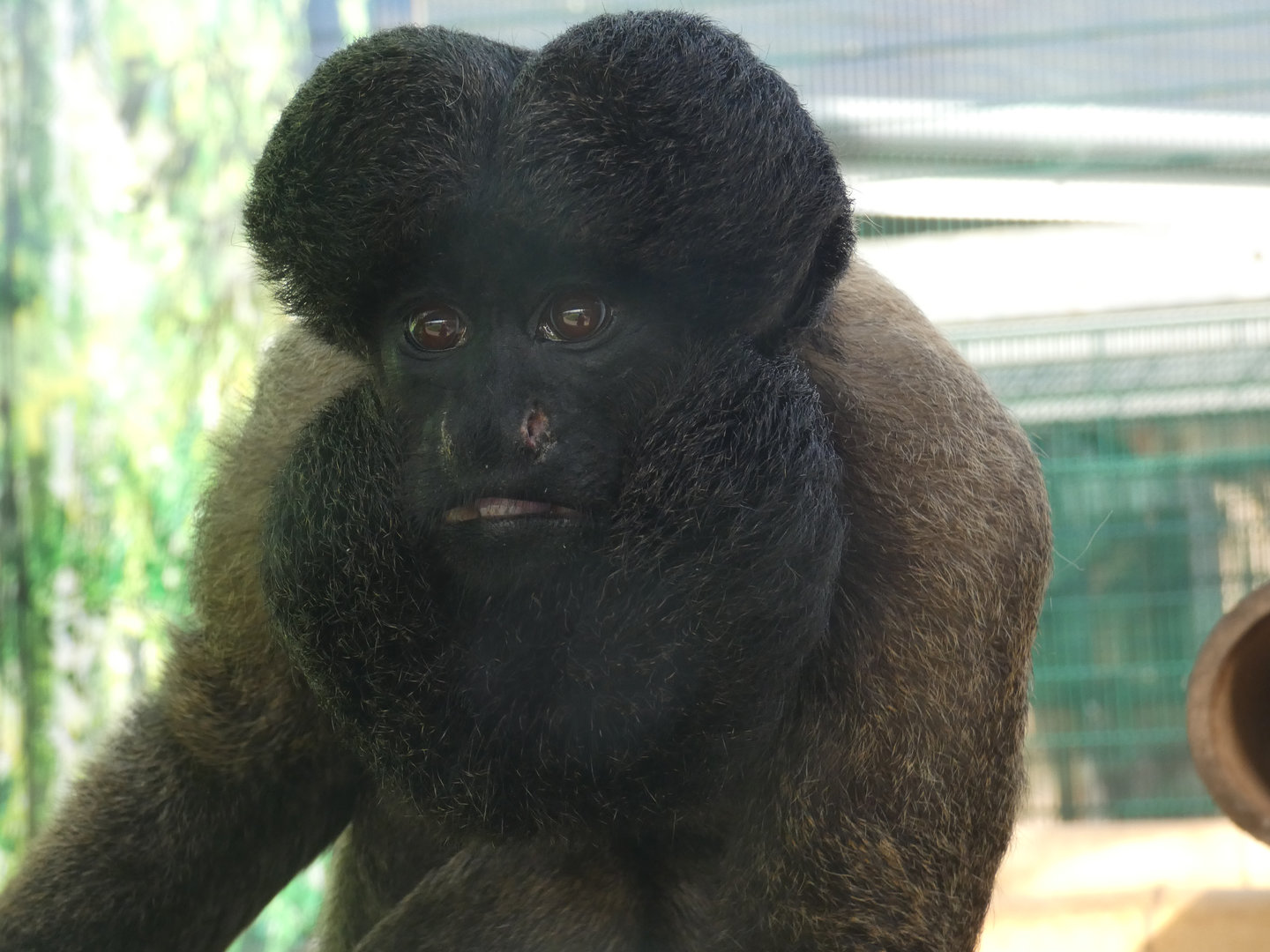 Red-backed bearded saki monkey