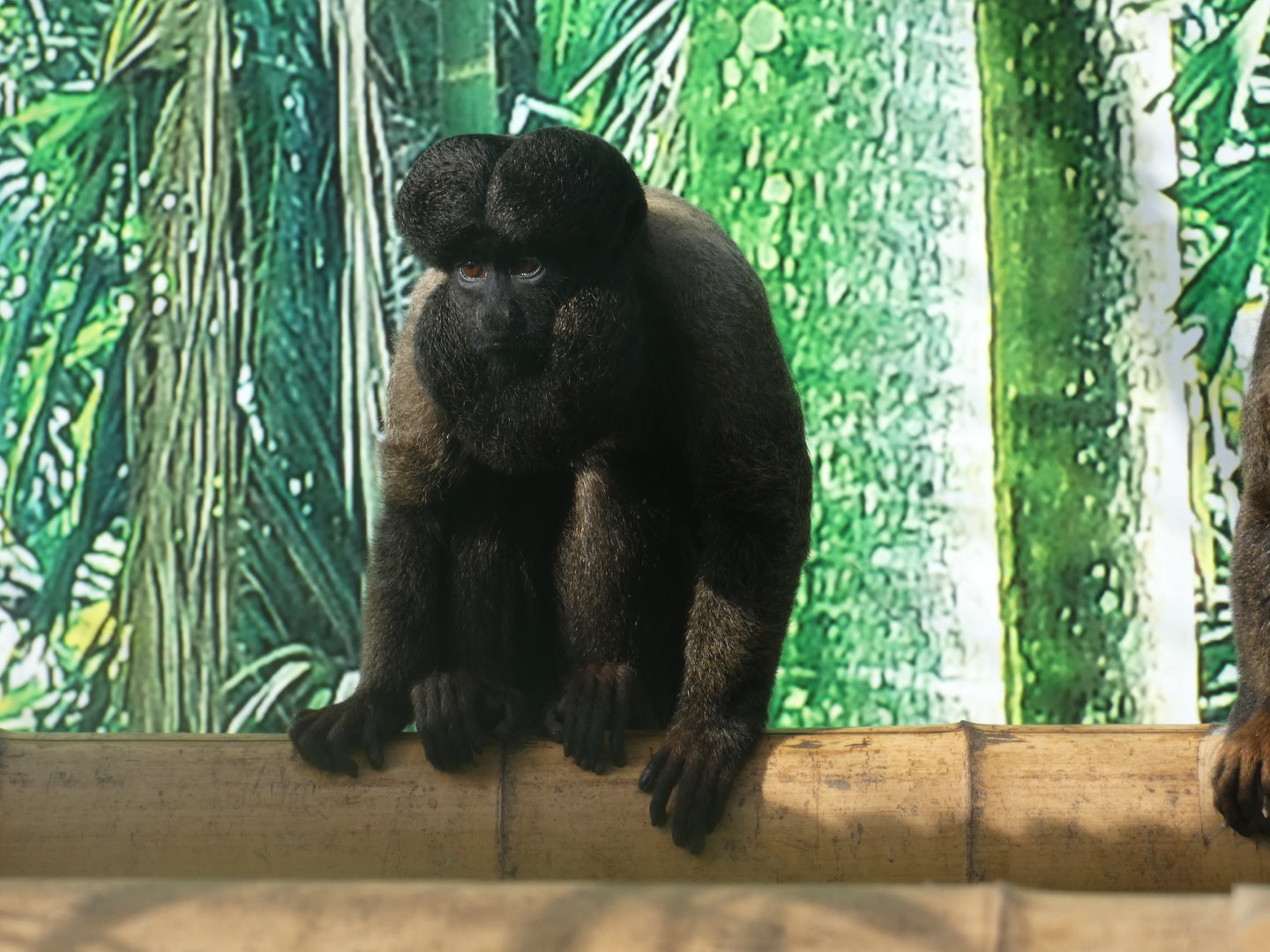 Red-backed bearded saki monkey