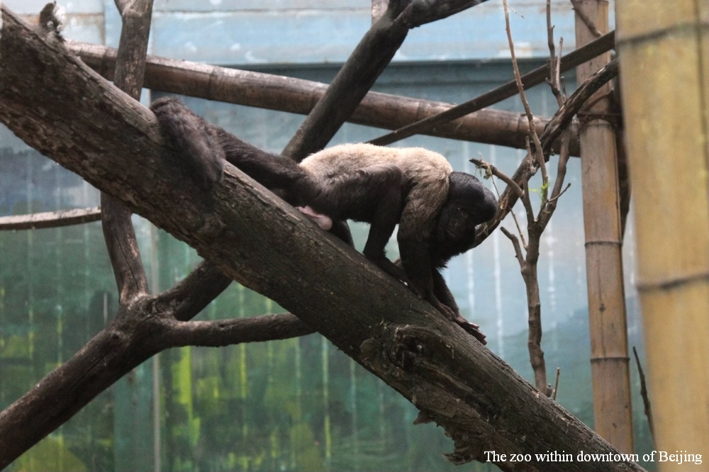 Red-backed bearded saki scent-marking