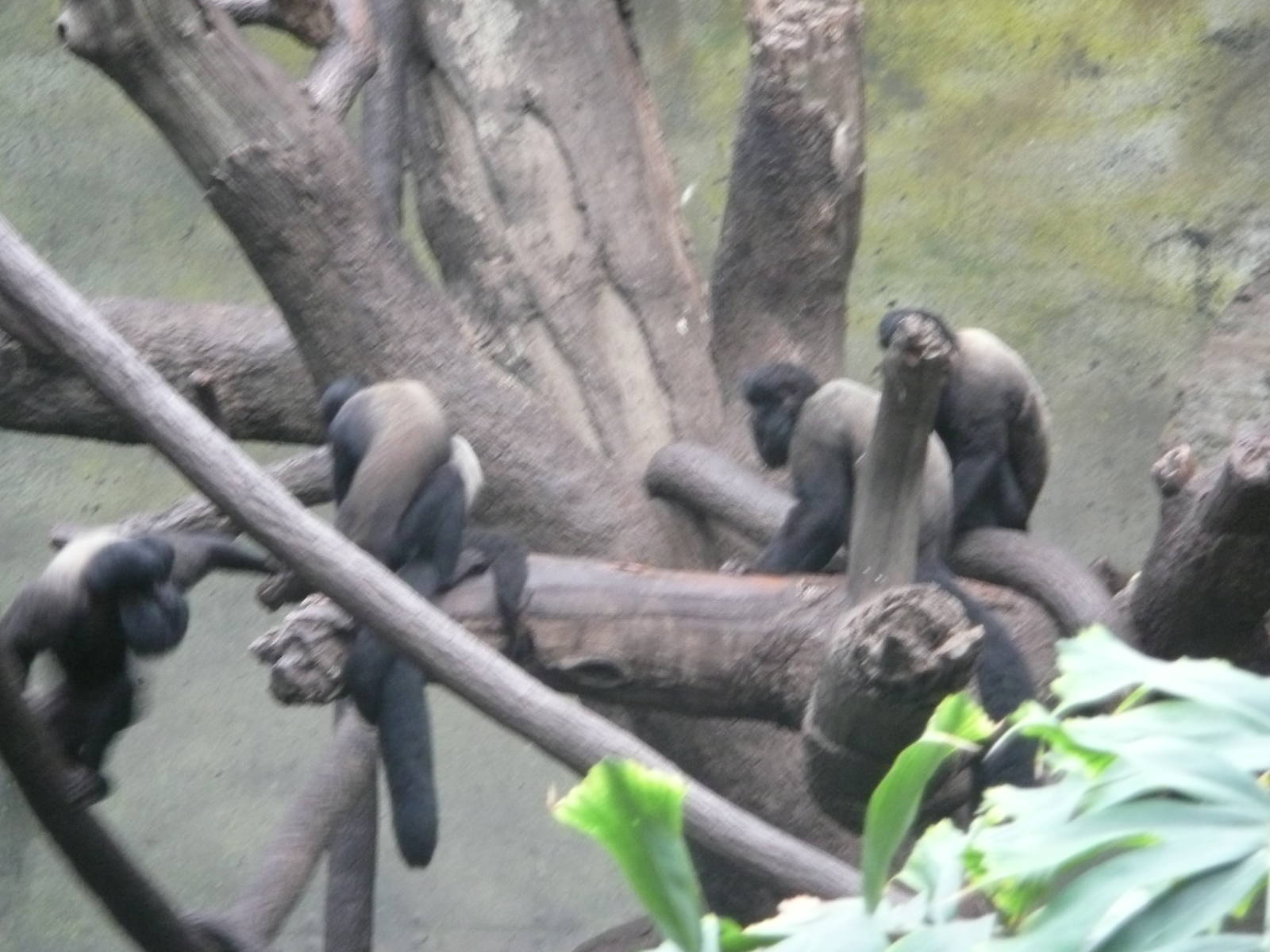 Red-backed bearded saki