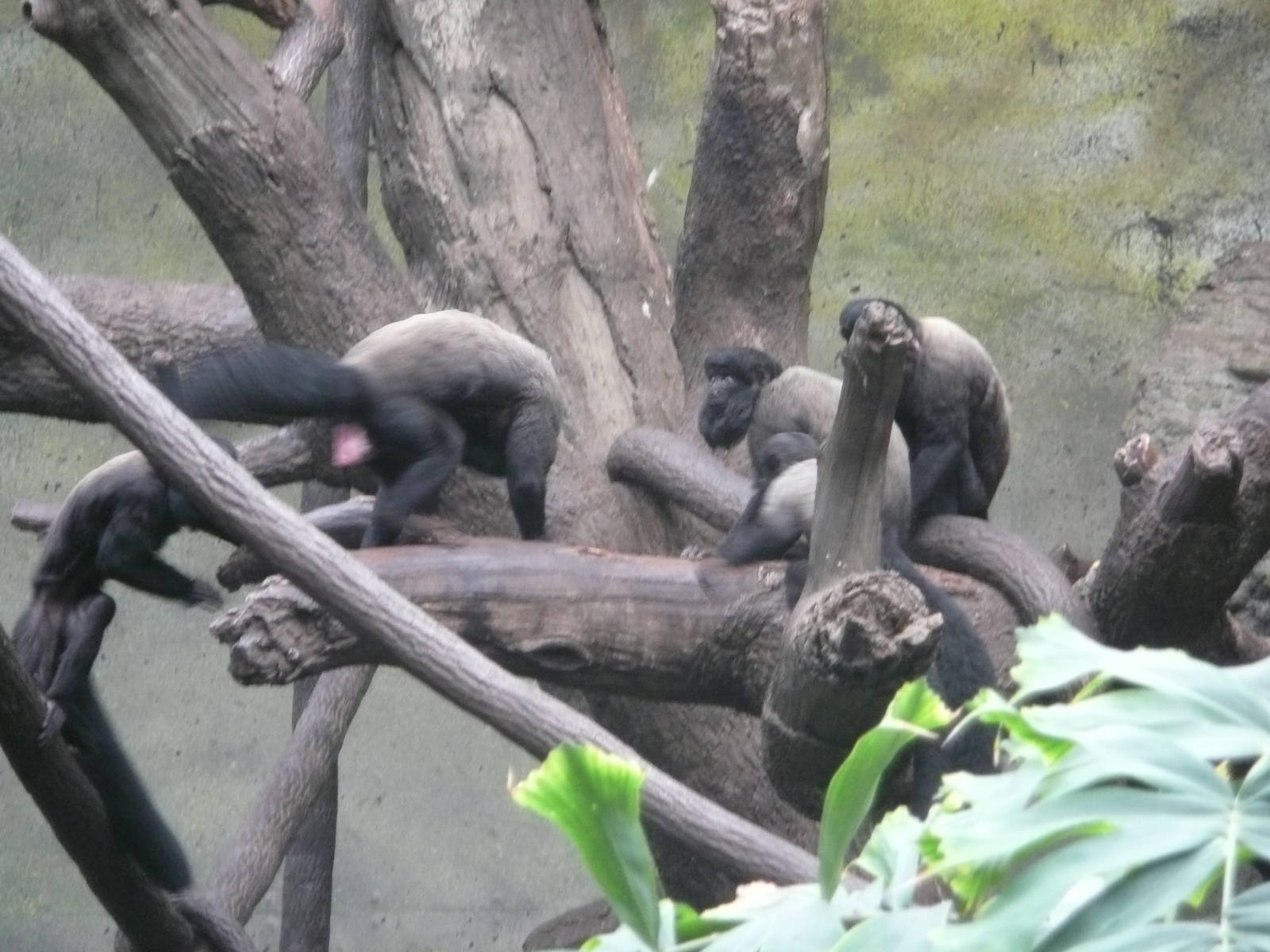 Red-backed bearded saki