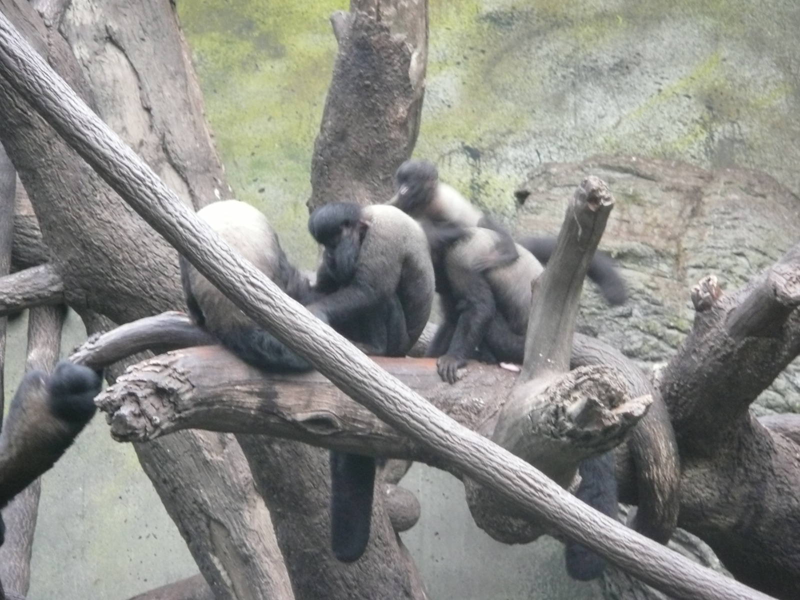 Red-backed bearded saki