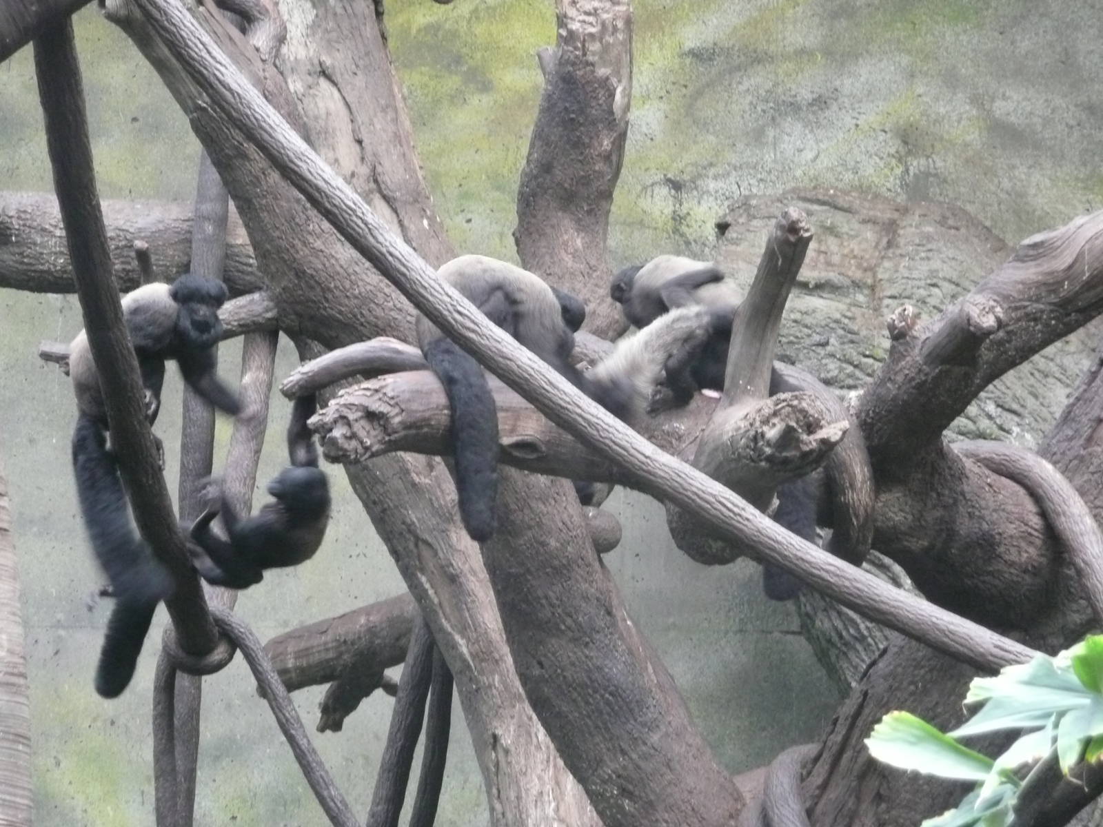 Red-backed bearded saki