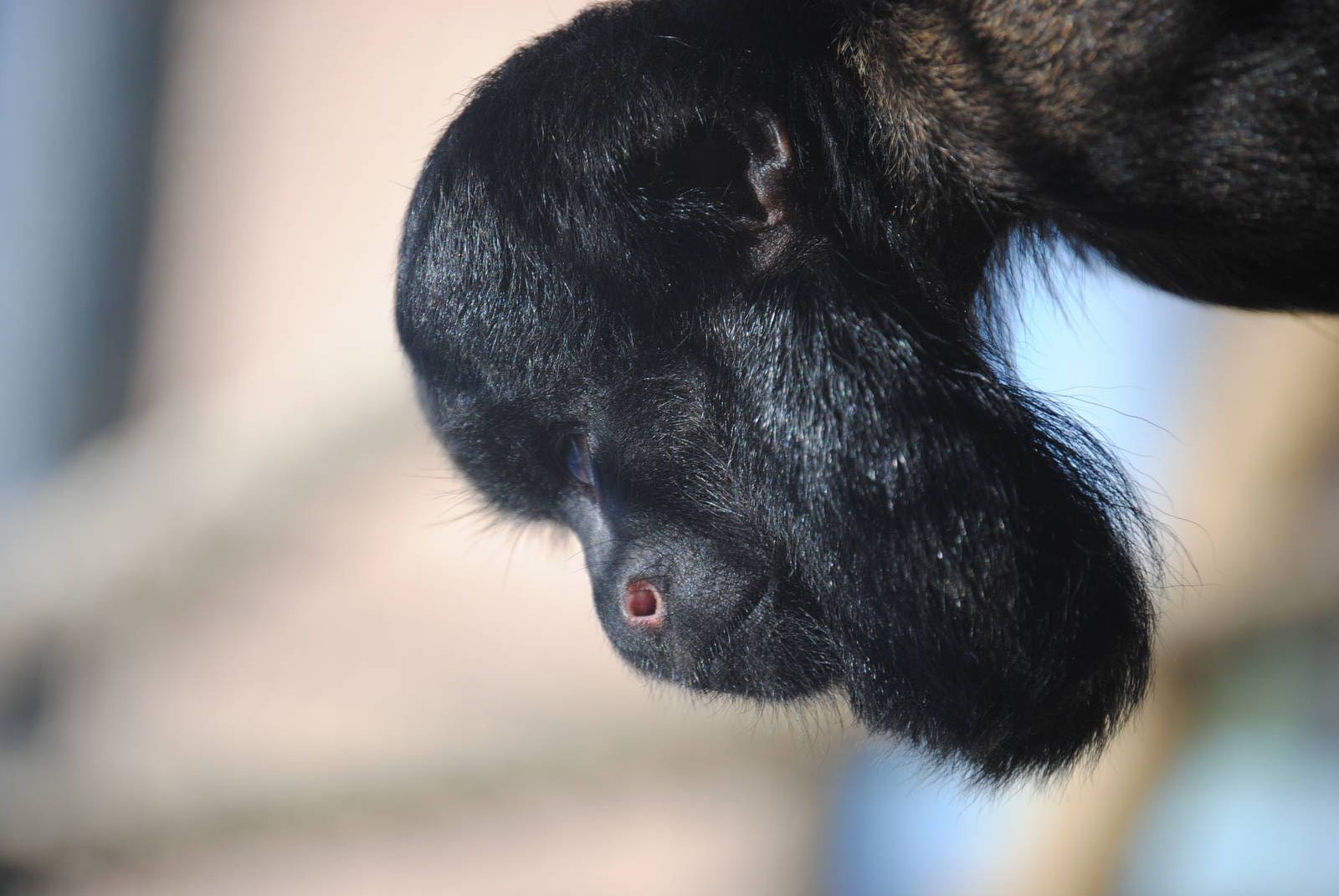Red Backed Bearded Saki