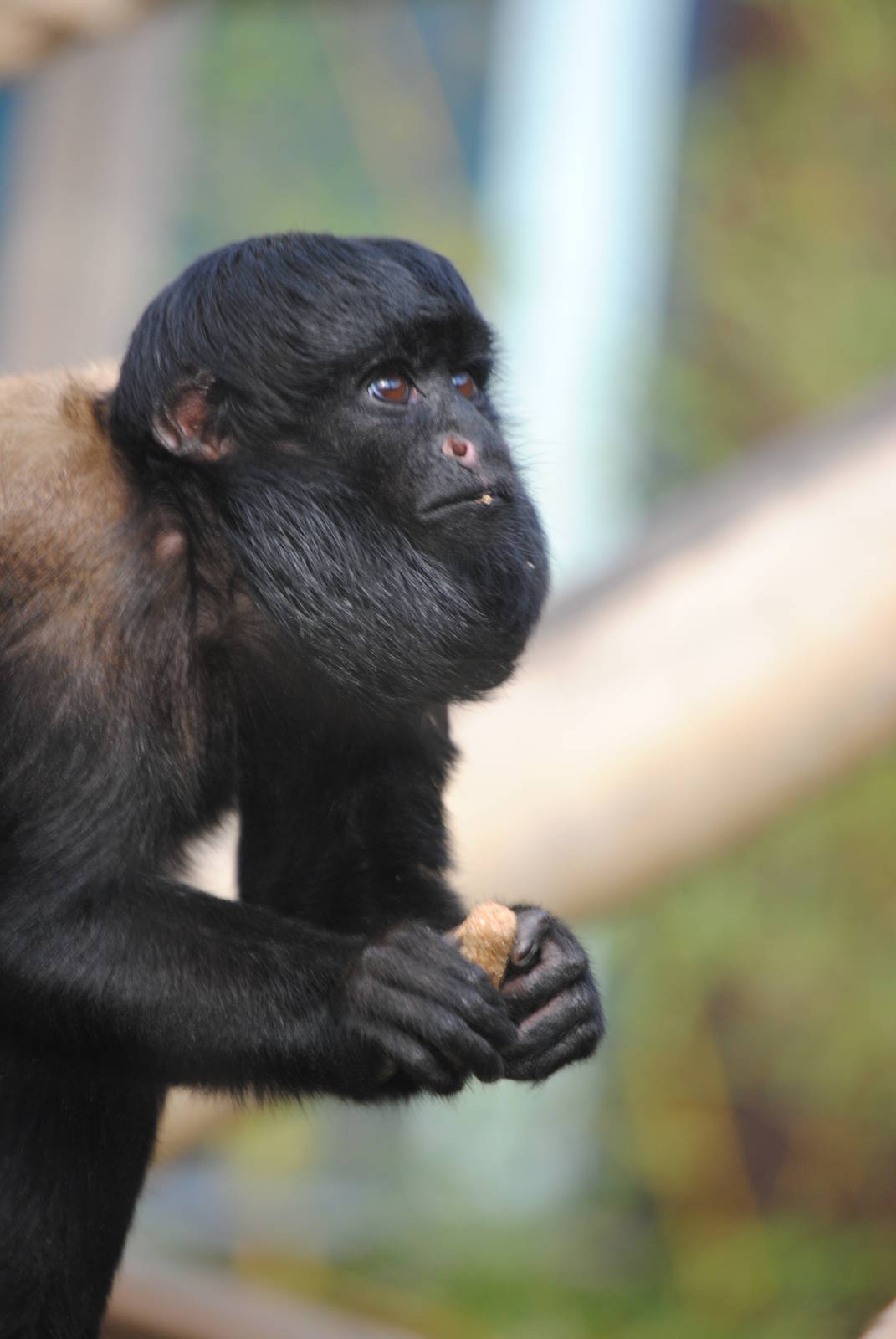 Red Backed Bearded Saki