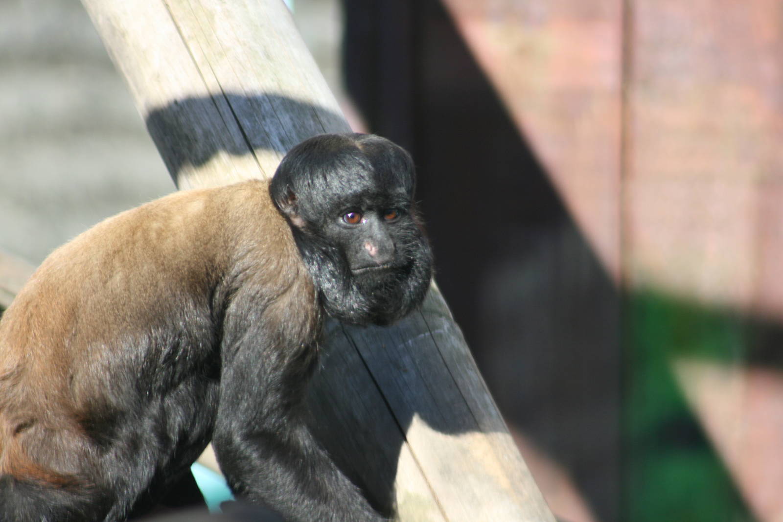 Red Backed bearded saki