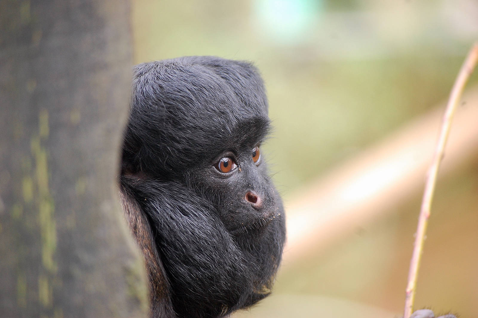 Red-backed Bearded Saki
