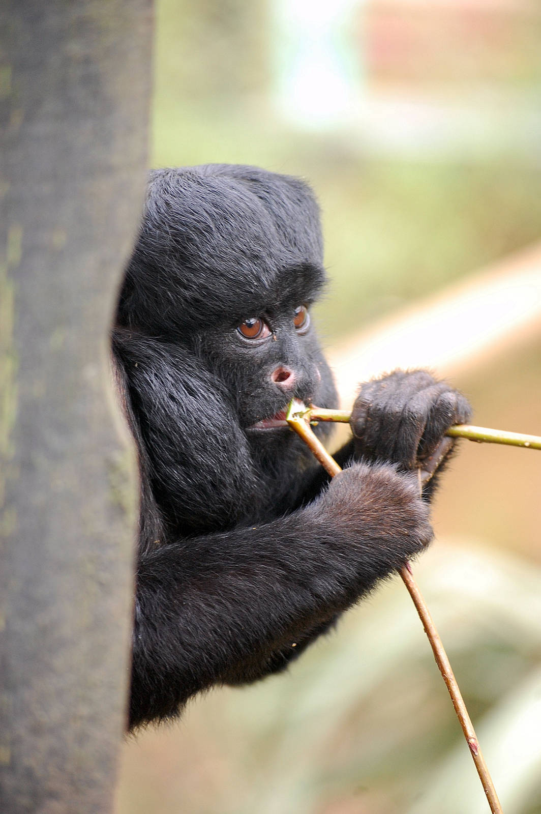 Red-backed Bearded Saki