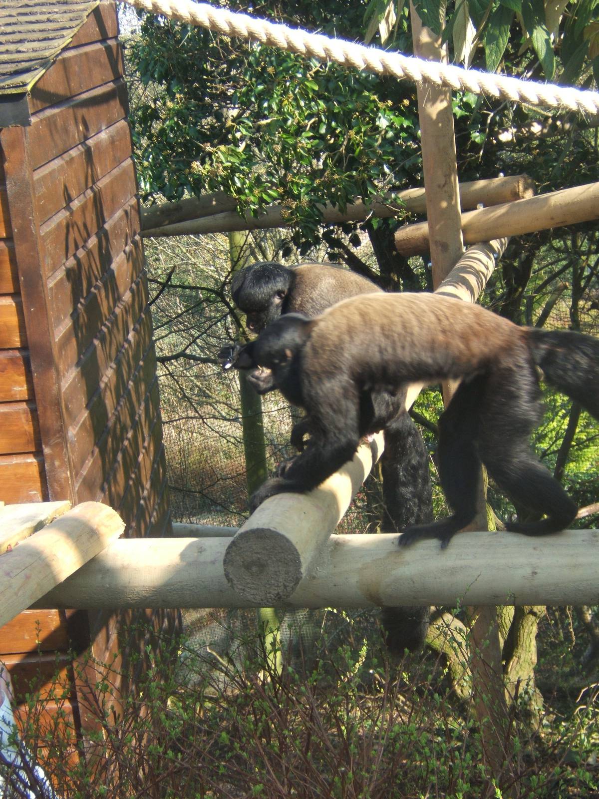 Red-backed Bearded Saki