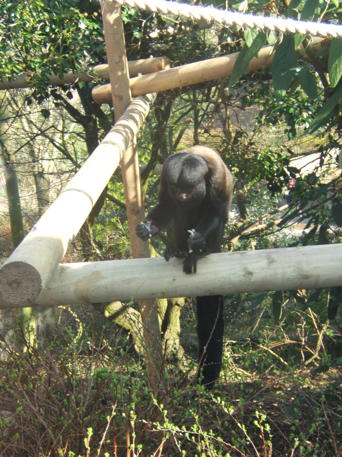 Red-backed Bearded Saki