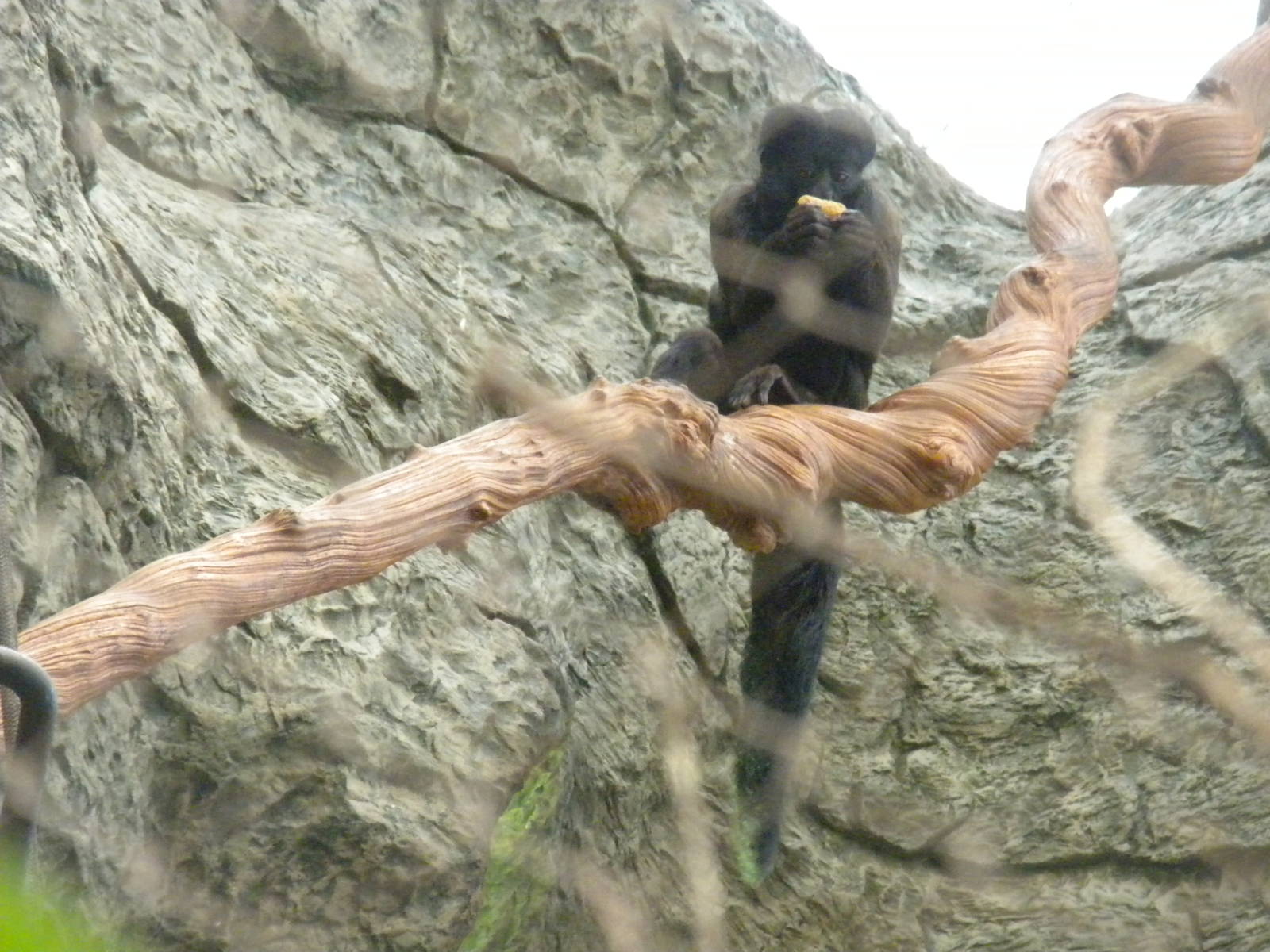 Red-Backed Bearded Saki
