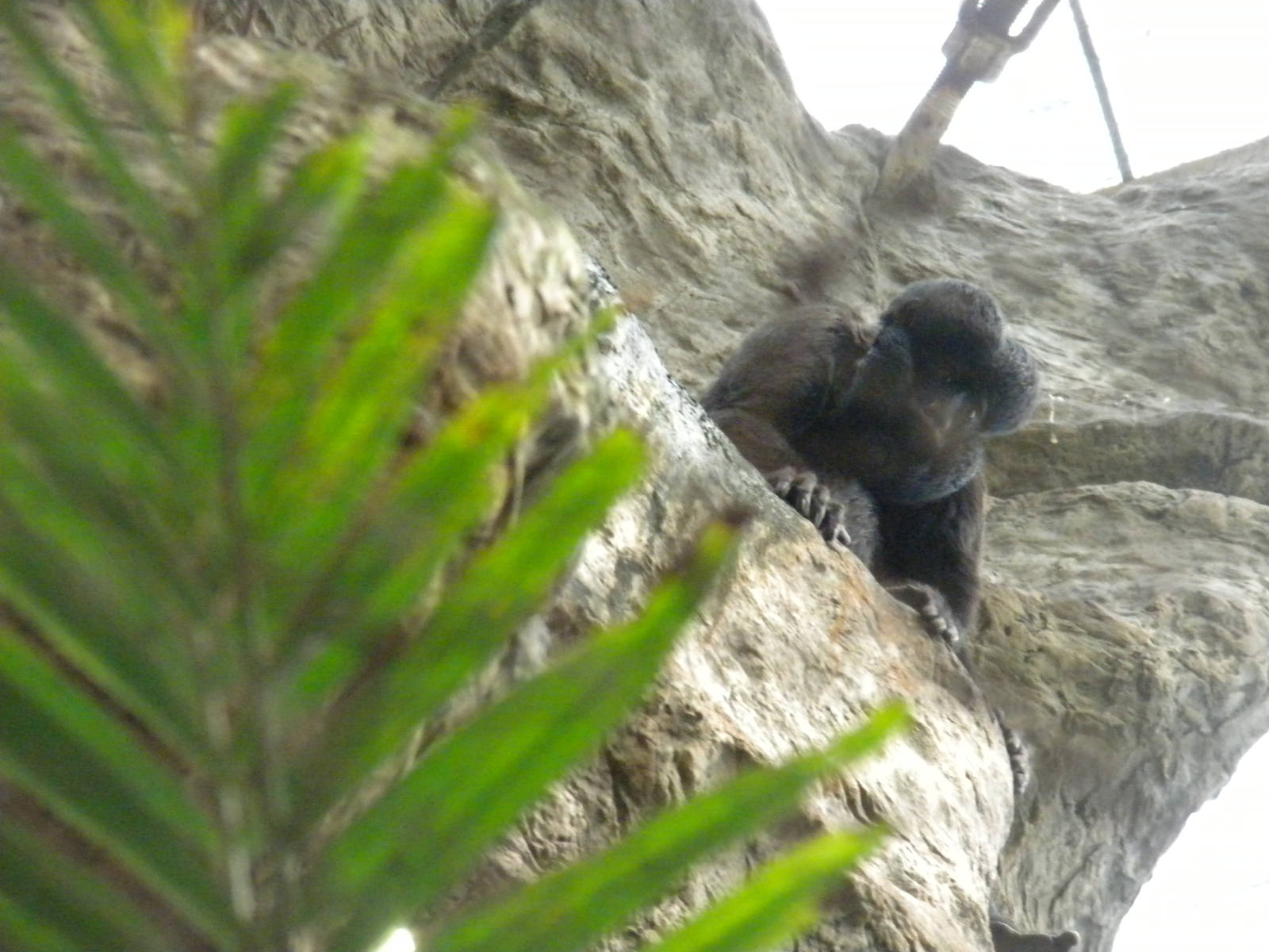 Red-Backed Bearded Saki