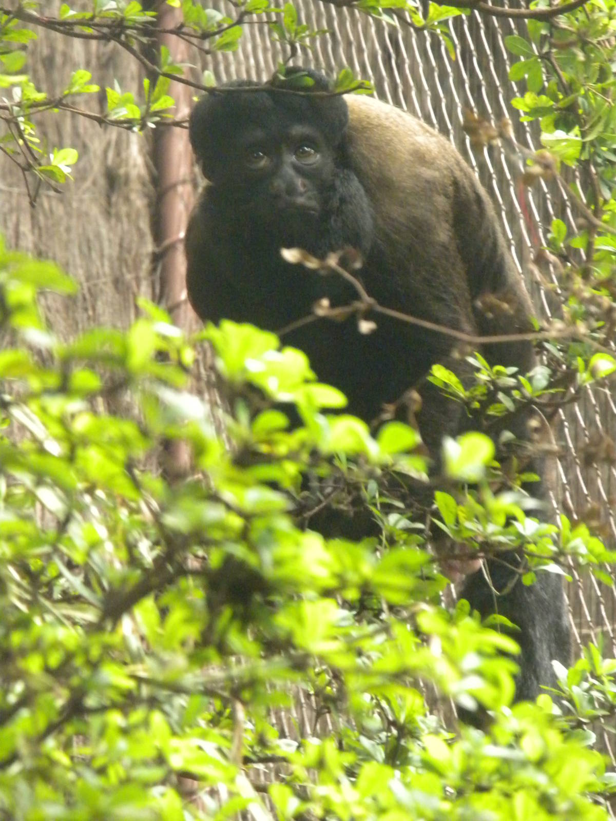 Red-Backed Bearded Saki