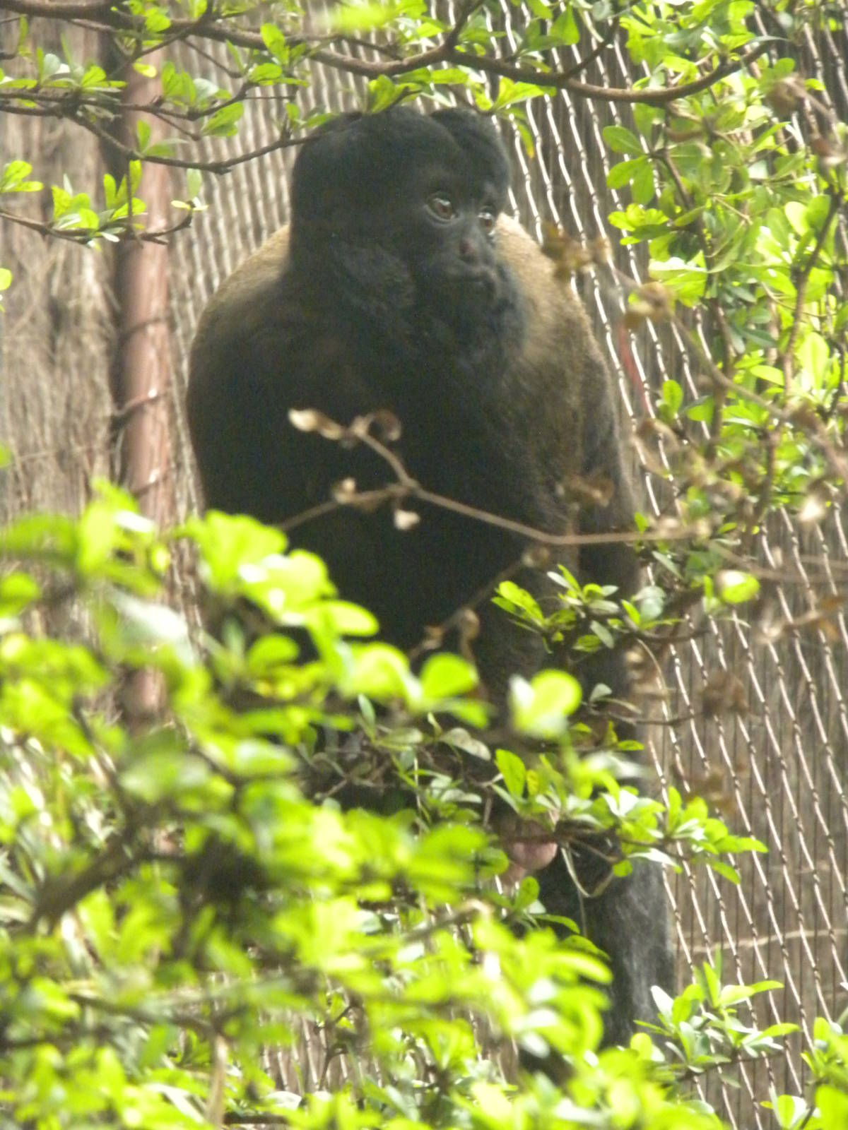 Red-Backed Bearded Saki