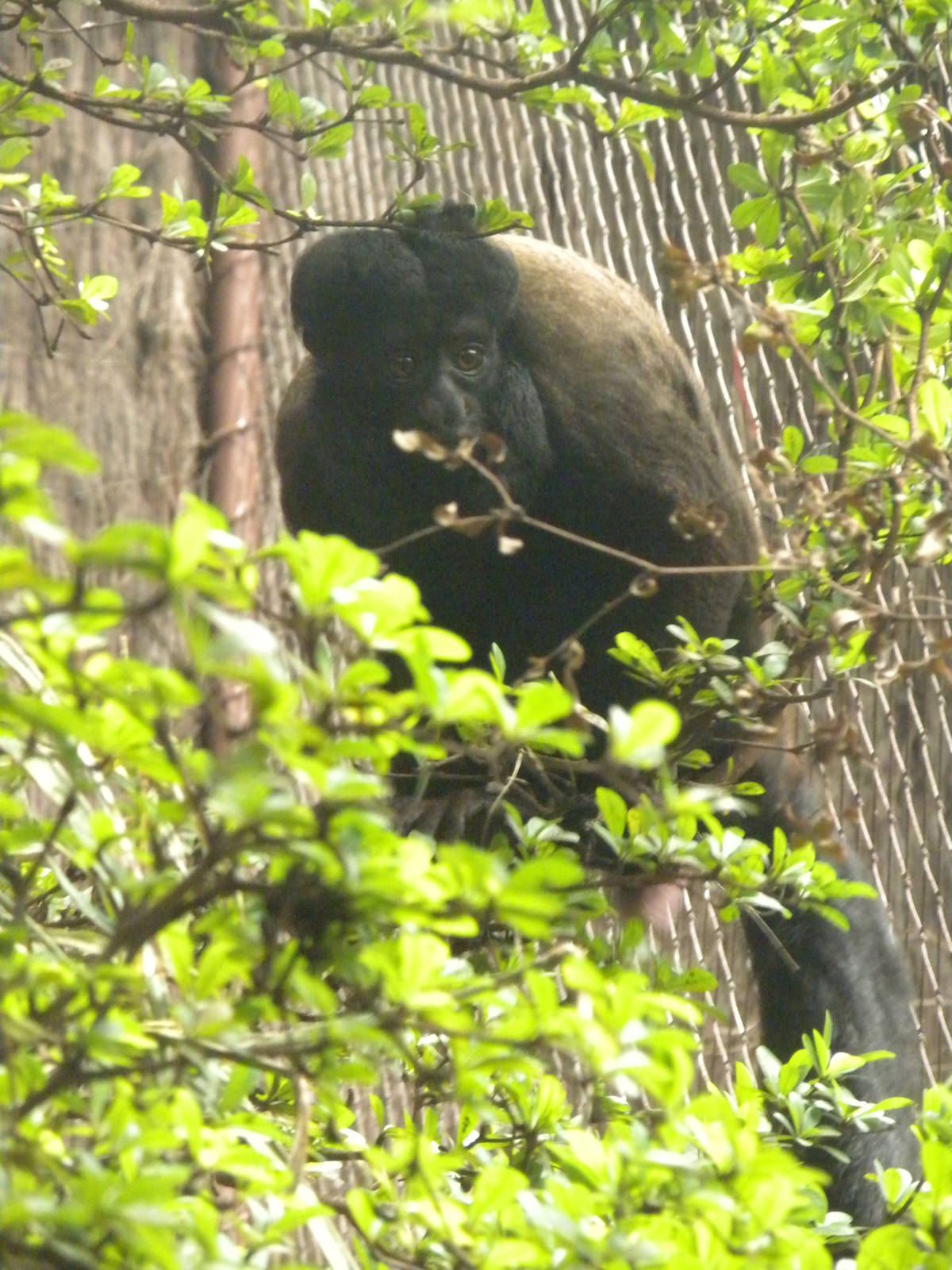 Red-Backed Bearded Saki