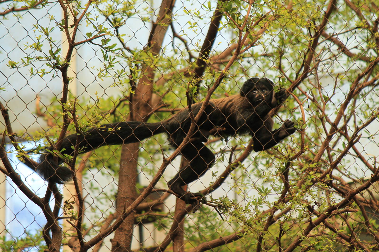 Red-Backed Bearded Saki