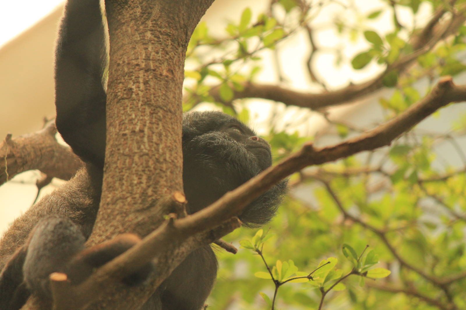 Red-Backed Bearded Saki